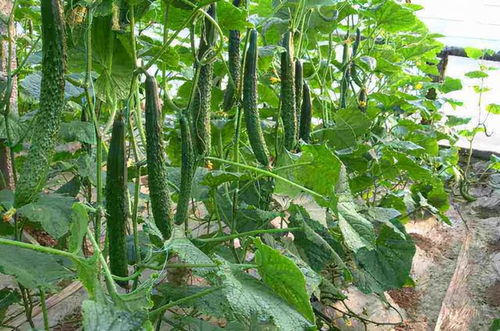黄瓜种植必备：搭建支架，提升产量与品质！