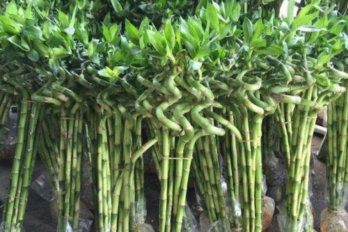 吊竹梅：冬日里的绿色精灵