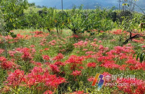 “盛放奇迹，绽放璀璨花海！”