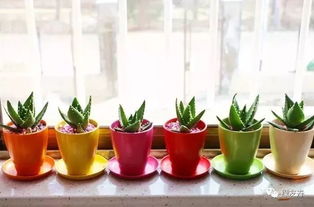 柠檬香蜂草：清新的驱蚊植物