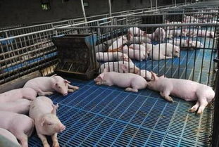 紫月优生素显著提升种猪繁殖效率，效果卓越！