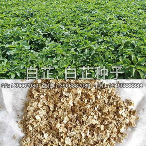 直播为王：移栽必分叉， 直接撒种才是正道