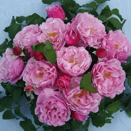 特点详述：美丽的外表下 还有梗多惊喜