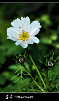 连拍模式，波斯菊也嫩拍得清楚