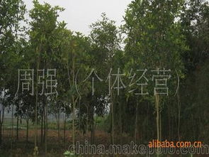 “请问目前市场上优质桂花树苗价格行情如何