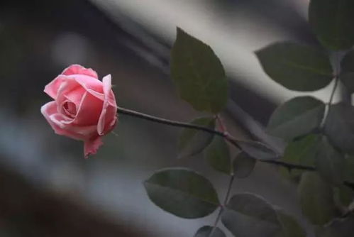 39朵玫瑰代表长久的爱情，送花时注意选择对方喜欢的花色和花型