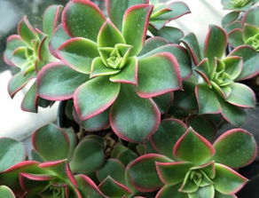 降低育苗成本， 从选择速生植物开始