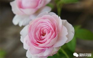 冬天的月季浇水量