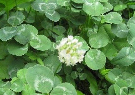 总长杂草？种满三叶草形成绿毯