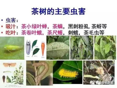 大树茶，农药残留量超标吗？