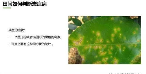 法师叶片斑点，其成因究竟何在
