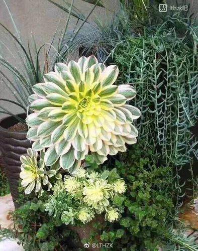 1. 虎尾兰（氧气工厂）