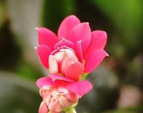 春施桂花肥，促花蕾绽放，养花秘籍！