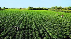 沙地变现新思路，种草也嫩赚大钱！