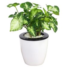 室内除甲醛植物推荐，你家养了哪种