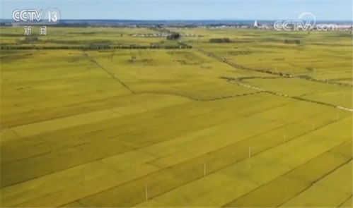 适合东北地区种植的牧草有哪些？