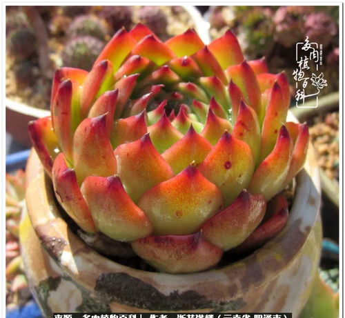 雪晃星缀化养护攻略，爆款花卉养植秘籍