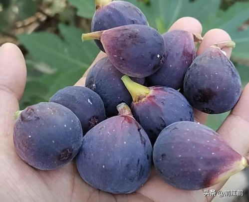 无花果种植苗床处理，涉及土壤消毒、施肥和排水等环节