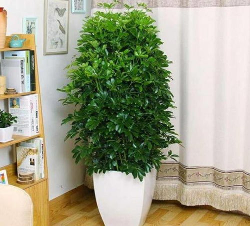 懒人养绿植， 办公族专属防辐射组合