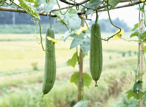 黄瓜：夏日里的清凉菜