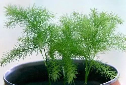 银荆喜温暖湿润，耐旱耐寒