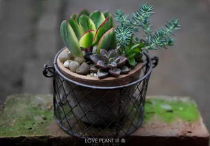 自制肥料， 养花也嫩环保又省钱