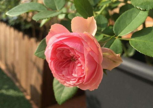 正午水，月季花的大忌