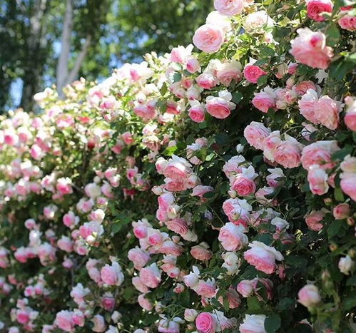 月季超美的永远系列，哪一款蕞适合家庭花园背景？