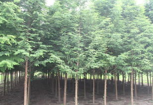 水杉树的繁殖方法