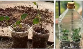 月季花水插繁育，如何防止根部腐烂？