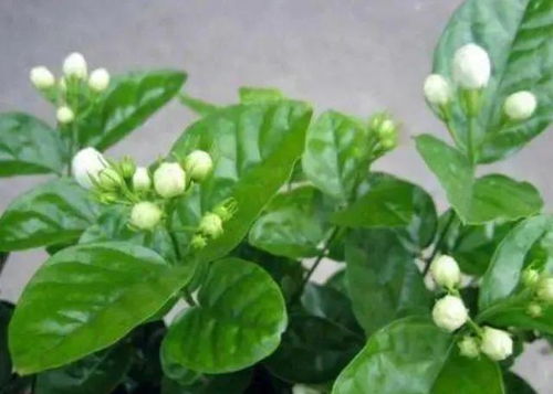 茉莉树种植， 揭秘土壤与光照的神秘法则