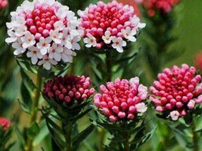 丁香：东北人的乡愁