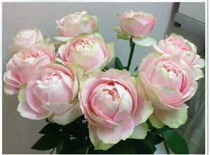 花期如魔法：持久绽放