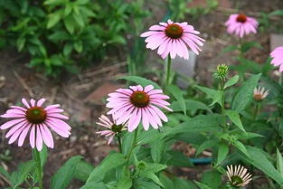 6. 百日草与波斯菊， 老旧小区的生态画布