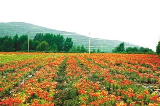 荷花那些事儿：荷花苗是不是多年生植物啊？