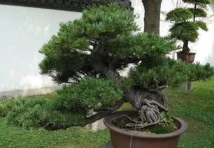 榕树多生长在高温多雨的气候潮湿