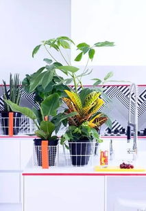 室内植物，也是家居的装饰品