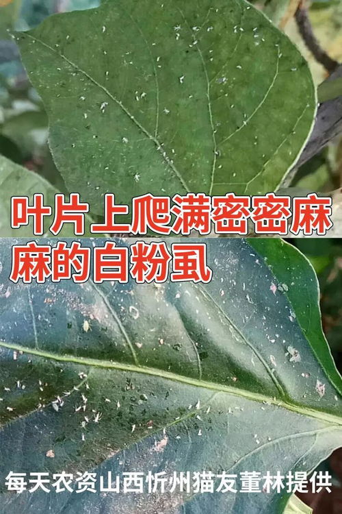 农药的混合使用：呋虫胺、 氟虫腈、吡虫啉的副作用揭秘
