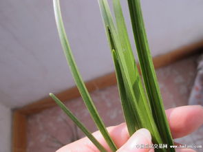 蕙兰叶片发黄，是土壤缺水还是施肥过多