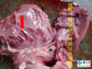 猪伪狂犬型脑炎VS链球菌脑炎：相似症状下