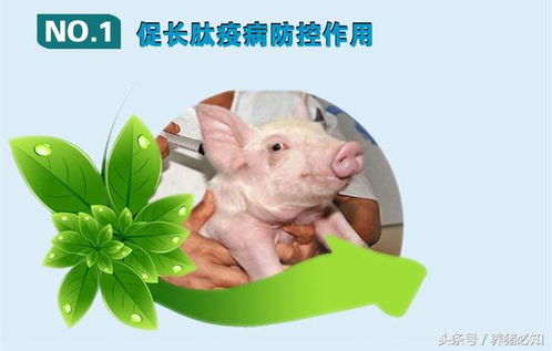 全能兽药能治疗哪些常见动物疾病？新手养殖户使用时需要注意什么事项？