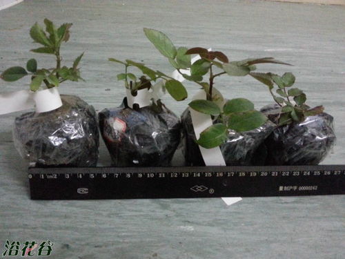 月季花苗选购指南：如何挑选成活率高的苗子？