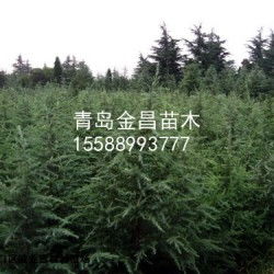 二、5米雪松工程苗的价格