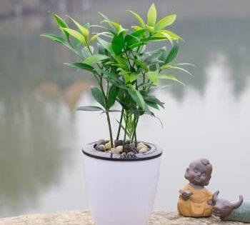 玩具熊向日葵：季节和环境的讲究