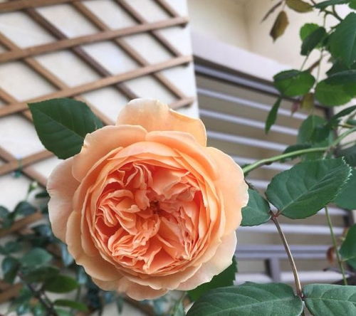 月季花老养不好？试试这些养殖方法