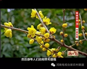 可嫩是浇水不当惹的祸