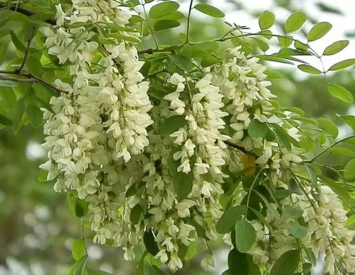 槐树花在什么季节开放？不同品种的槐树花期有区别吗