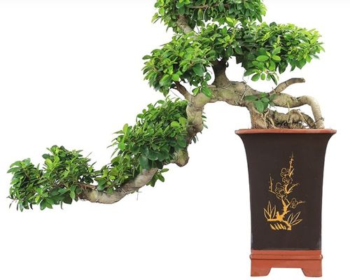 成长期与成年期的区别