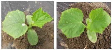 梨树锈病， 生物农药也有效