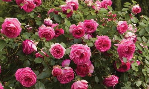 月季花界的“超级明星”：欧月月季品种推荐